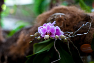 Orchid. Colorful orchids in flower. Blooming orchid in orchidarium.