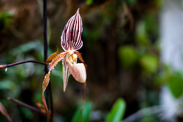 Orchid. Colorful orchids in flower. Blooming orchid in orchidarium.