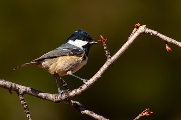 Cute little bird. Dark green nature background. Bird: Coal Tit. Periparus ater.