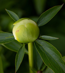 Green peony flower in bud.