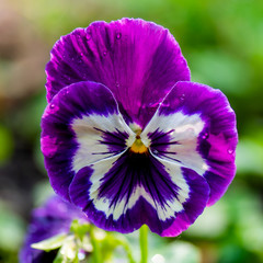 Monkey-Faced Pansies on a black and white background