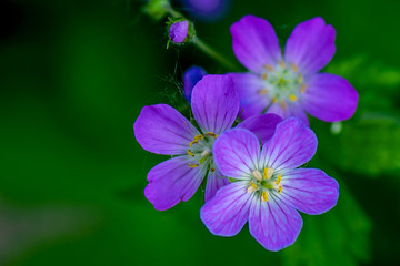 The close portrait of Wild Geranium  