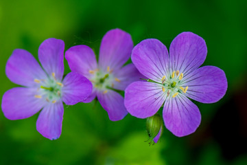 The close portrait of Wild Geranium  