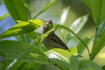 Spatz