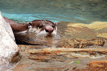 ツメナシカワウソ