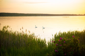 Sunset at the lakeside, with swans in the background and water plants in the foreground. Leisure background.