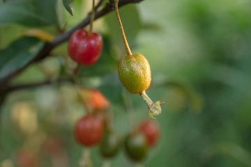 Goumi berries