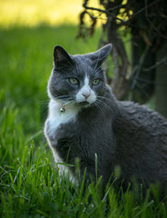 cat in the grass