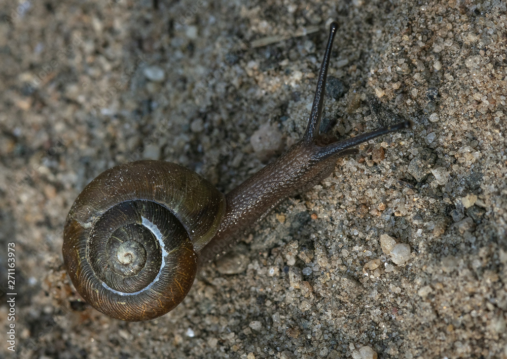 Wall mural snail