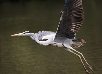 アオサギのはばたき