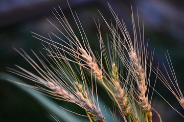 Sun lit wheat