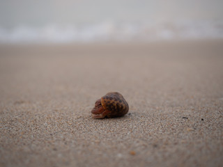 Crab on Beach with wave in the background