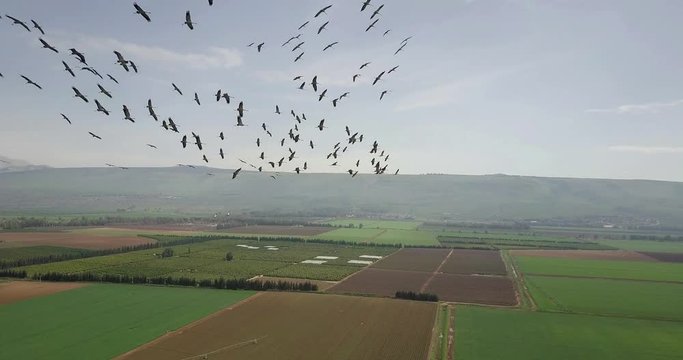 Flying close to Common Cranes in flight over Hula Valley Hula Valley, Wheat fields and Common crane in flight, Upper Galilee in background, drone shot, Israel
