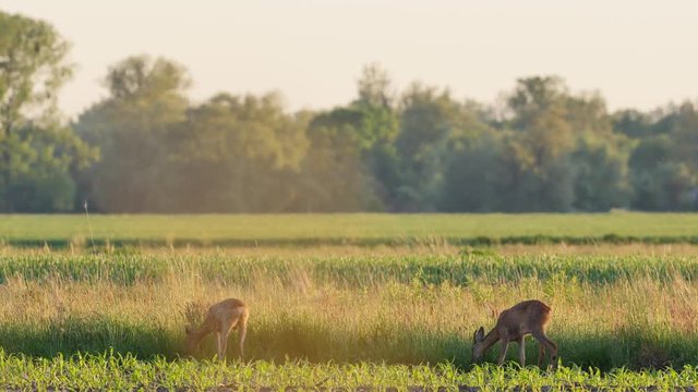 Beautiful roe deers in warm sunlight.