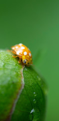 coccinelle