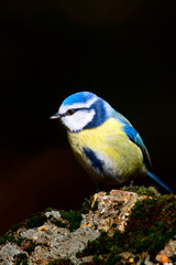 Cute little colorful bird. Common forest, garden bird: Eurasian Blue Tit. Cyanistes caeruleus. Dark...