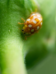 coccinelle jaune