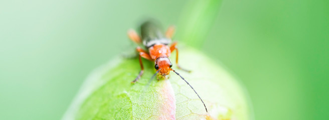insecte