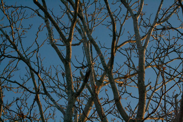 branches of a tree