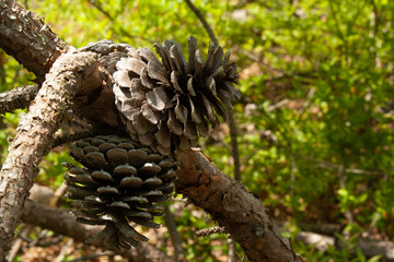 pinecones in the woods