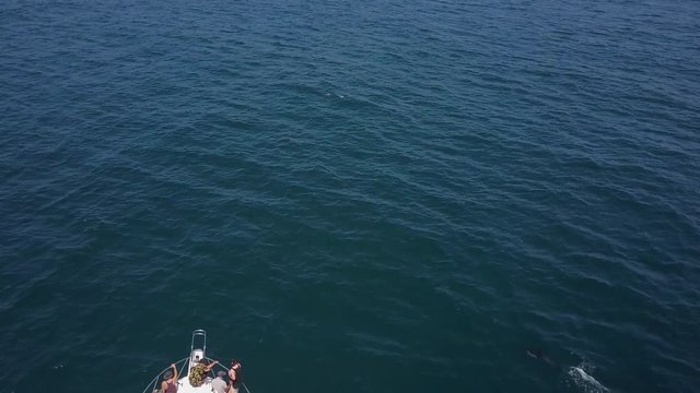Aerial: Fishing Boat Drives Towards Pod of Dolphins - San Diego, California