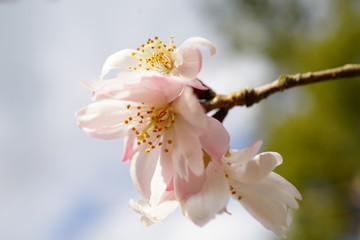 京都御苑に咲く１０月桜の花
