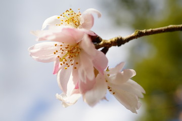 京都御苑に咲く１０月桜の花