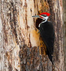 Male Pileated Woodpecker Portrait in Winter
