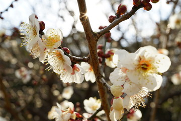 京都御苑の梅林の白梅