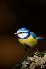 Cute little colorful bird. Common forest, garden bird: Eurasian Blue Tit. Cyanistes caeruleus. Dark brwon nature background.