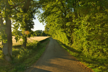 Chemin au crépuscule