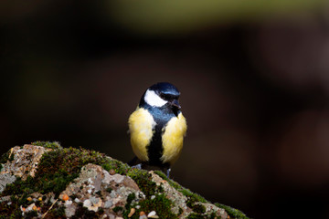 Cute little colorful bird. Great tit. Dark brown nature background.