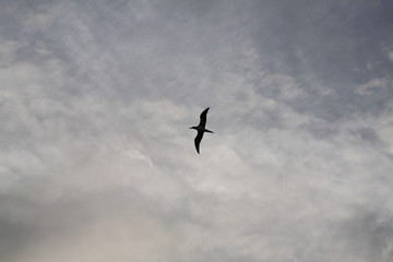 seagull flying in the sky