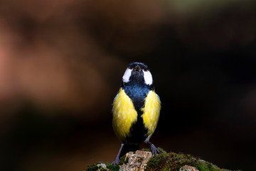 Cute little colorful bird. Great tit. Dark brown nature background.