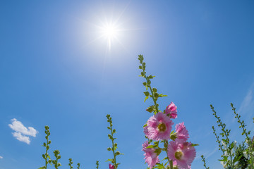 タチアオイの花と初夏の青空