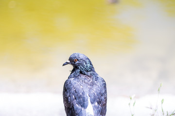 pigeon looking to the left on a yellow background