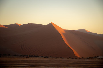 Fototapeta na wymiar Sossus Dunes at sunrise in the desert of Namibia - Sossusvlei
