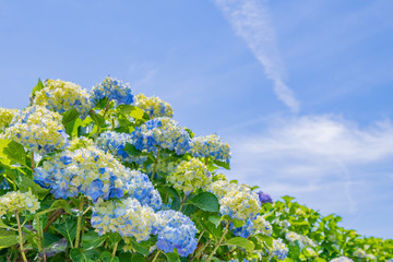 色づき始めたアジサイと初夏の青空 © あんみつ姫