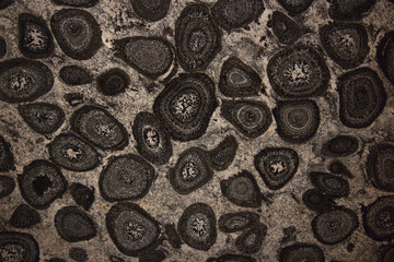 Polished surface of orbicular granite, also known as orbicular rock (or orbiculite), an uncommon...