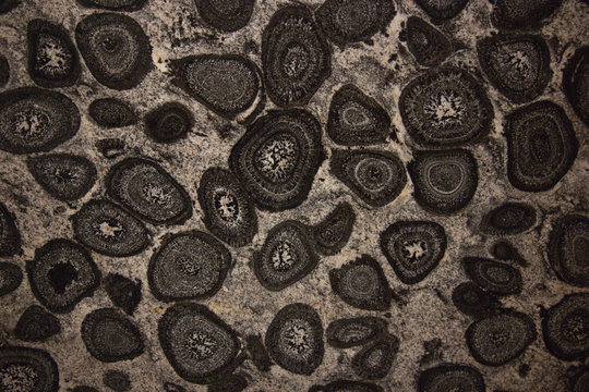 Polished surface of orbicular granite, also known as orbicular rock (or orbiculite), an uncommon plutonic rock type