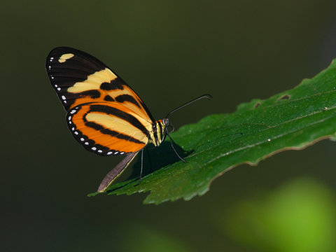 butterfly on leaf