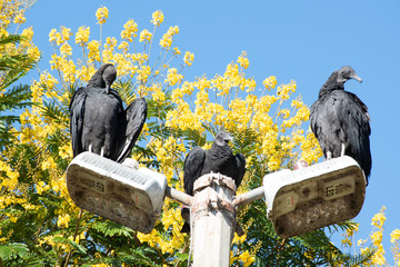 tres aves en columna dentro del parque nacional 