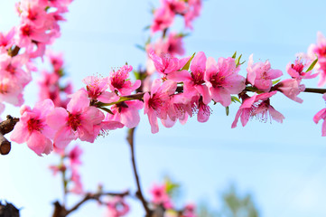 In full bloom in the peach blossom