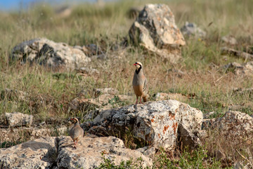 Chukar Partridge. Alectoris chukar. Yellow nature habitat background.