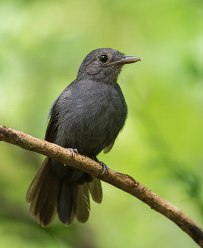 Cinereous Antshrike - Thamnomanes caesius