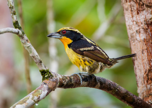 Gilded Barbet - Capito auratus