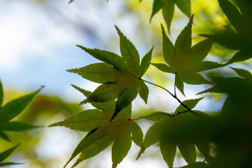 新緑のかえでの葉