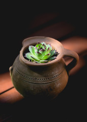 Sempervivum, Houseleek in clay pot