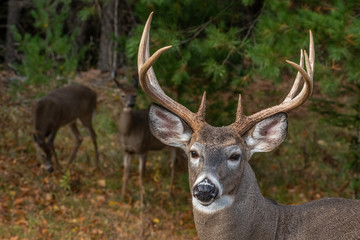 Naklejka na ściany i meble Buck deer in the forest with females in back