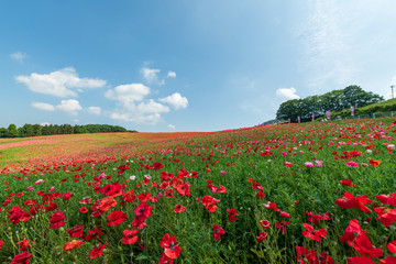 天空のポピー